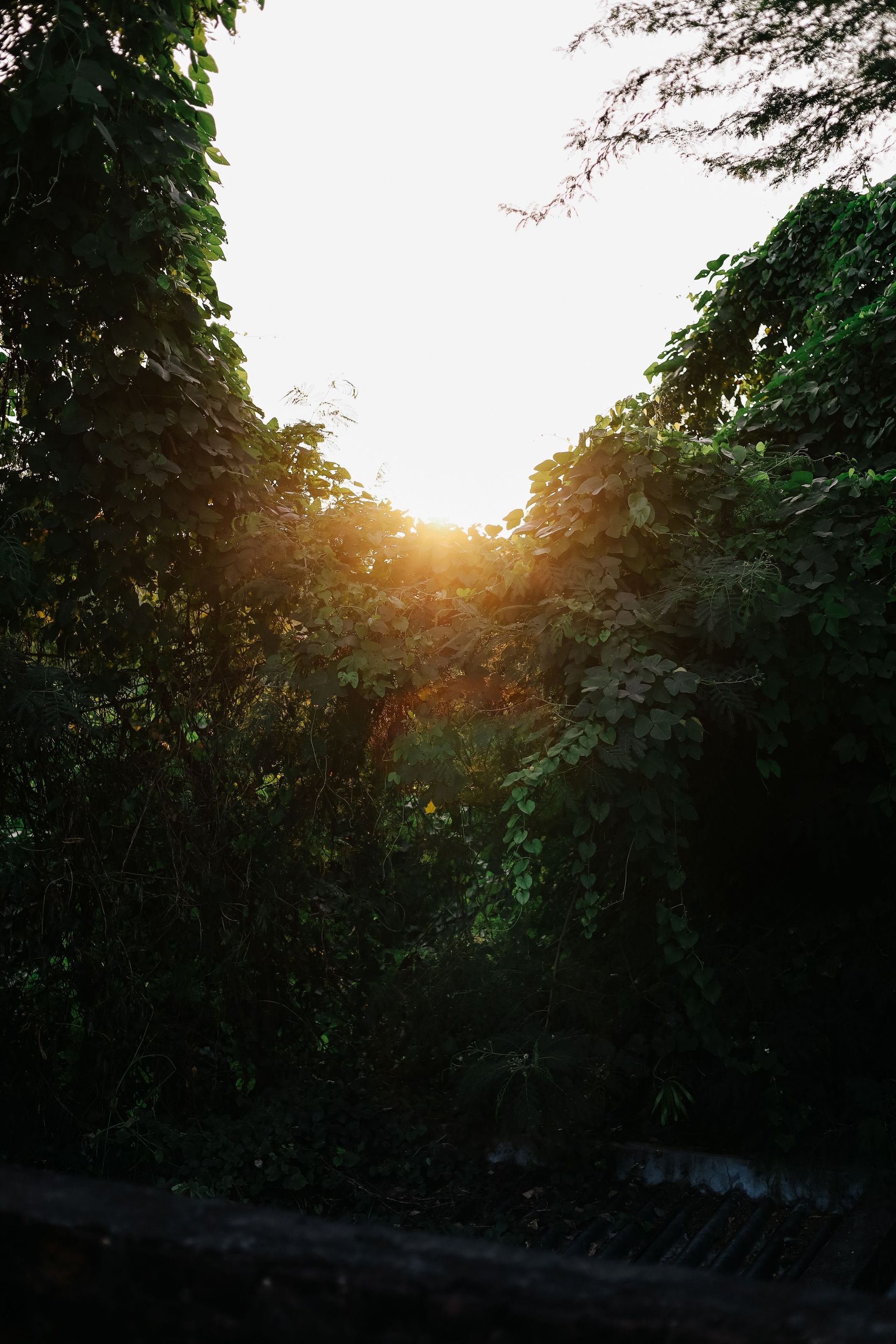 Sunrise casting warm light through dense green foliage in a tranquil forest setting.