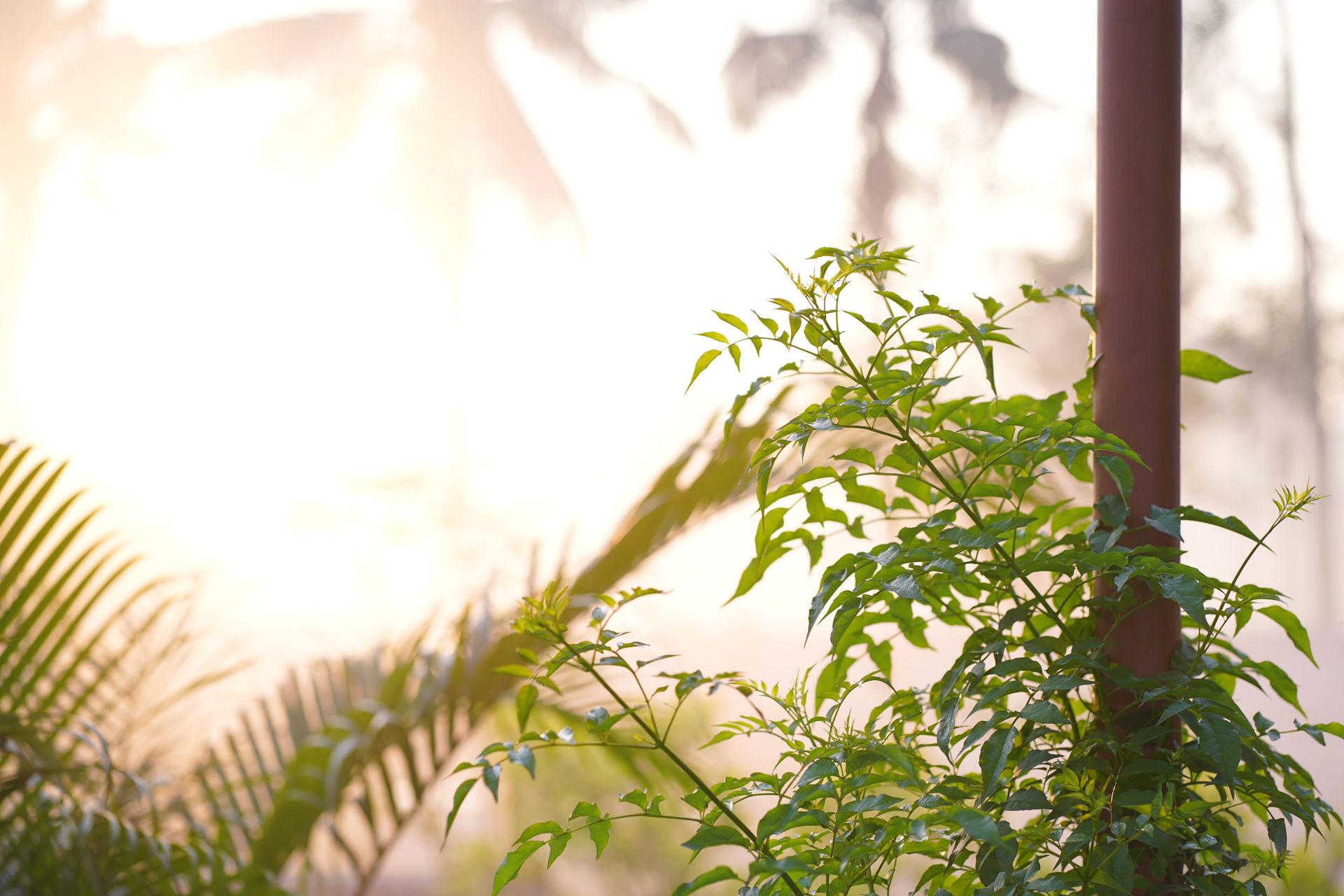 Vibrant green tropical foliage highlighted by a misty morning sun, creating a serene atmosphere.