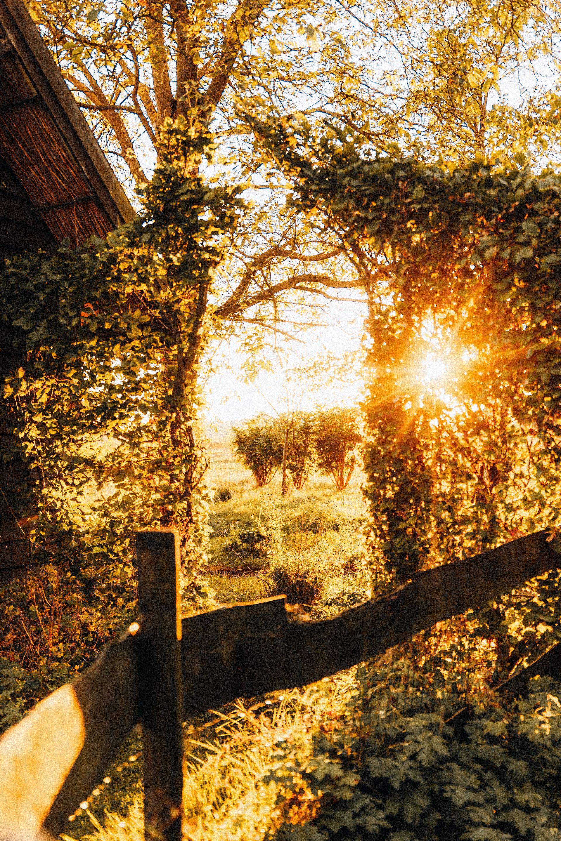 A warm, inviting scene of sunlight filtering through an archway covered in foliage, capturing the essence of a tranquil countryside morning.